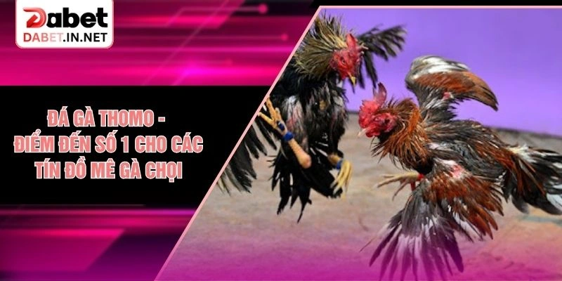Đá Gà Thomo - Điểm Đến Số 1 Cho Các Tín Đồ Mê Gà Chọi