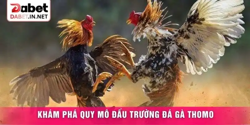 Khám phá quy mô đấu trường Đá gà Thomo