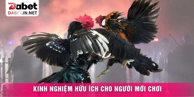 Kinh nghiệm hữu ích cho người mới chơi