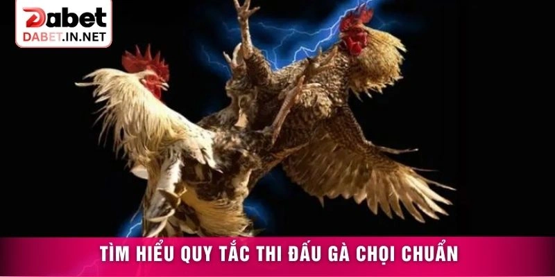 Tìm hiểu quy tắc thi đấu gà chọi chuẩn